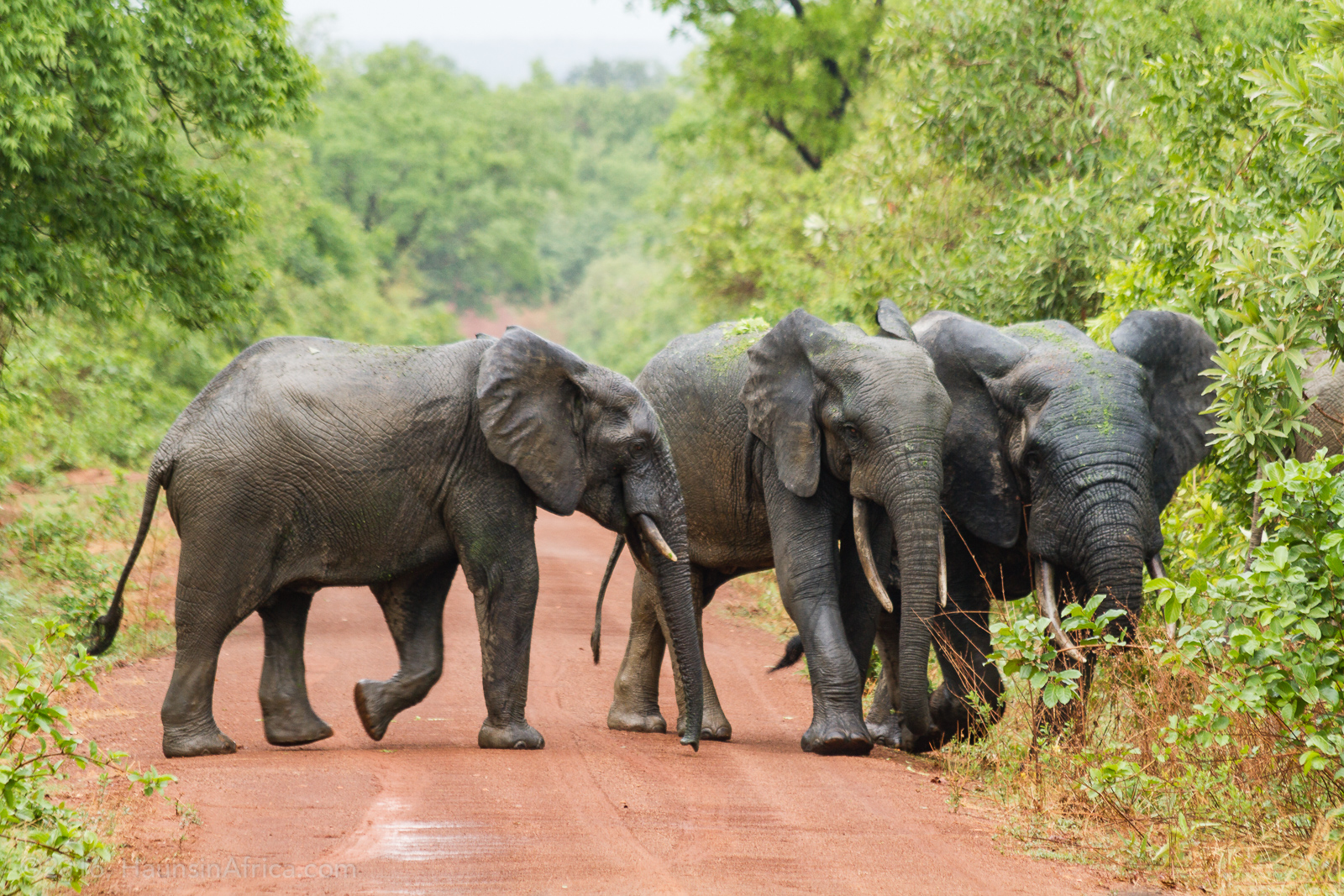 Ghana Wildlife & Heritage Safari