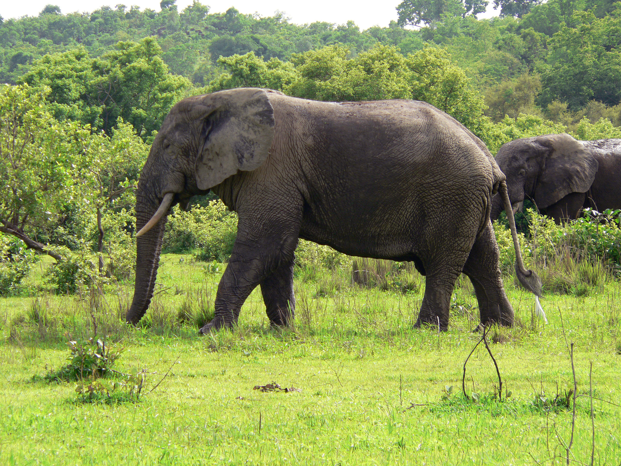 Lens of Africa Tour - Mole National Park